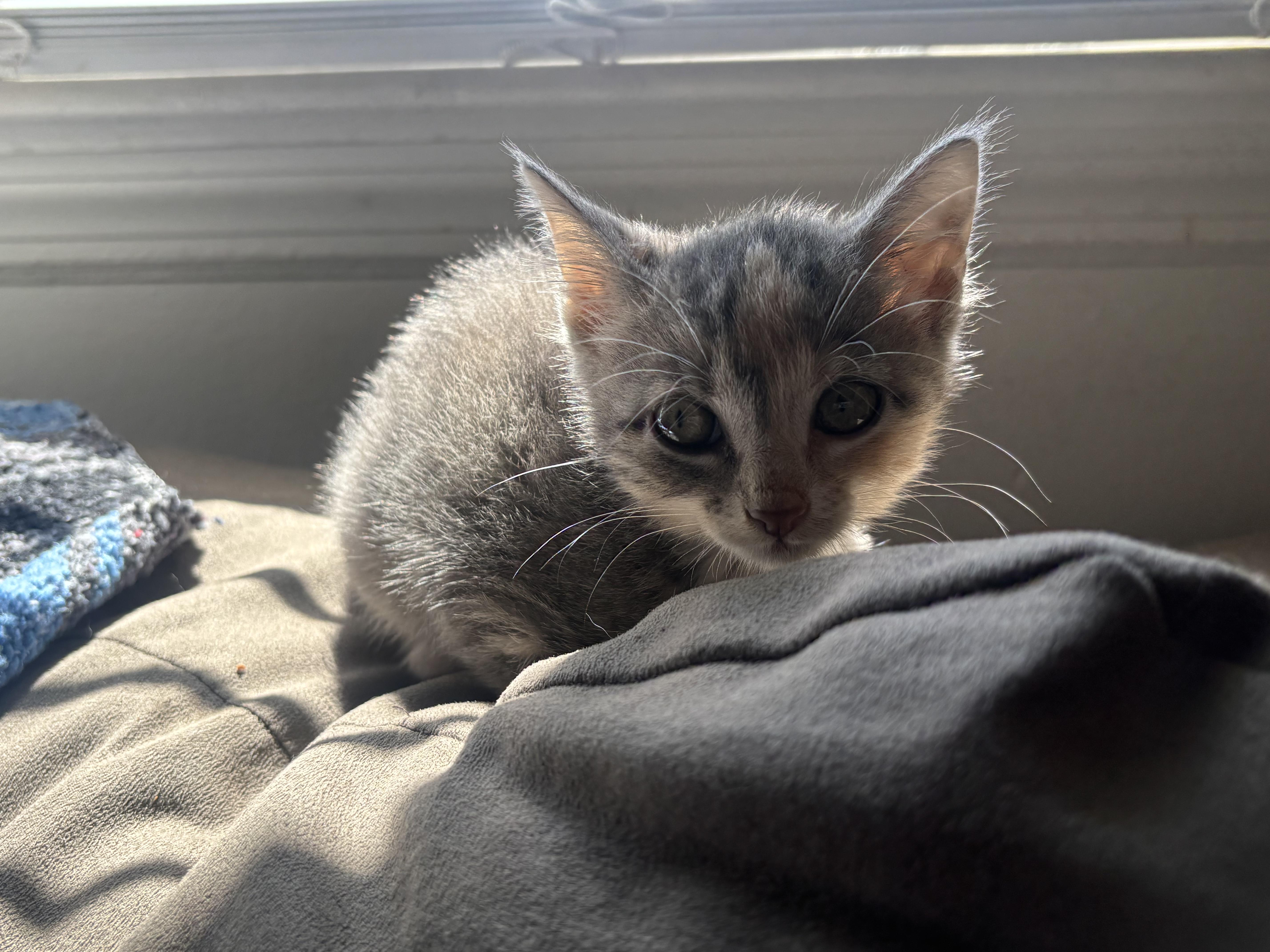 A baby medium-sized female Dilute Calico Domestic Short Hair cat named Fiona for adoption in Haddon Heights, NJ
