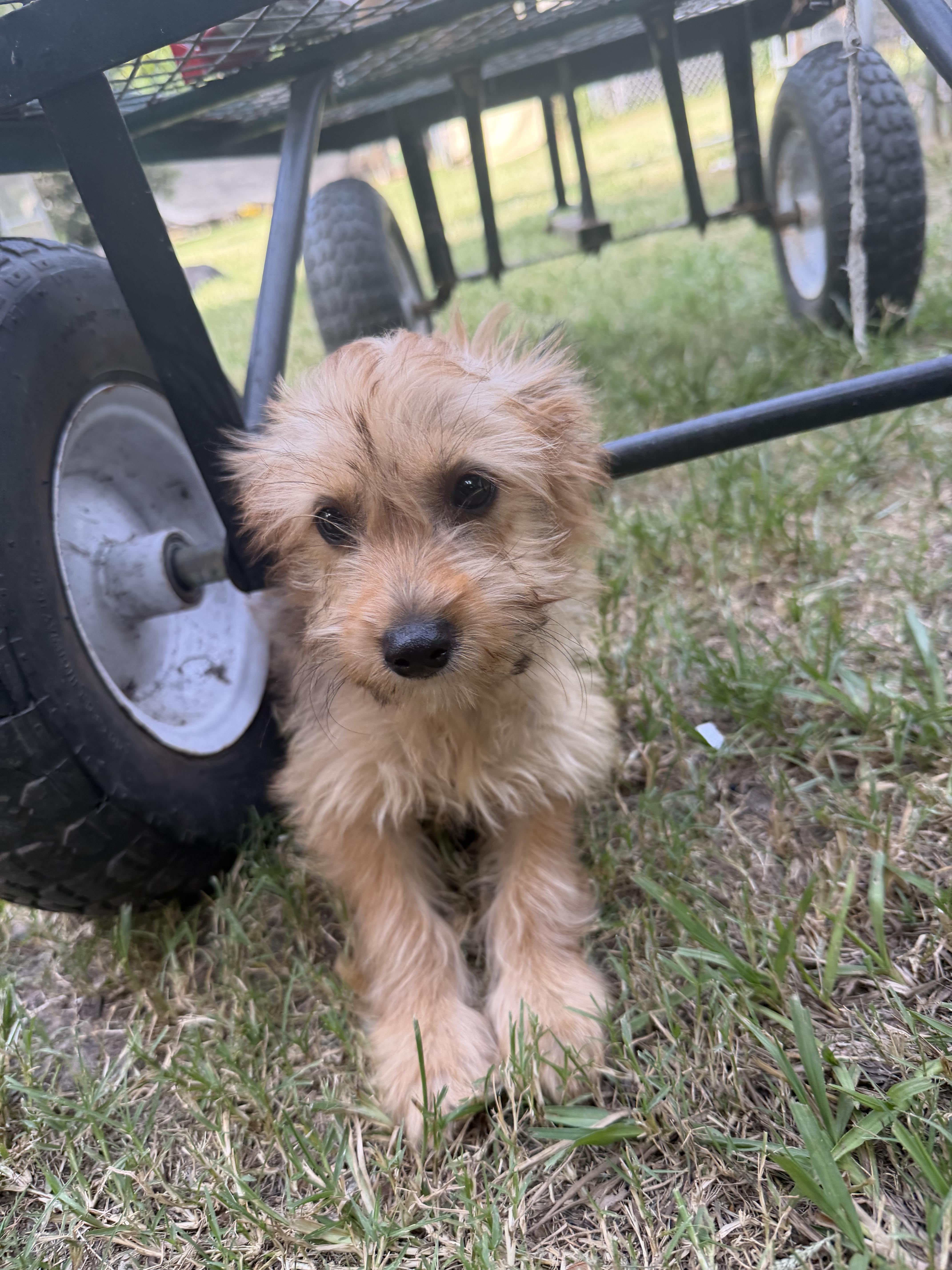 A young small-sized male Miniature Poodle dog named Chance for adoption in Louise, TX