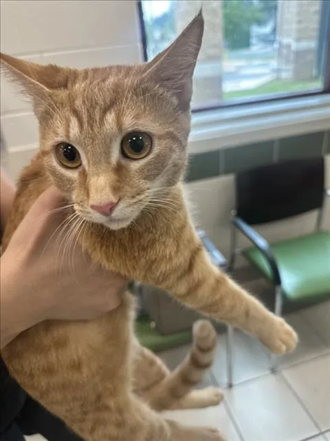 A young medium-sized female Domestic Short Hair cat named Saffron for adoption in Derwood, MD