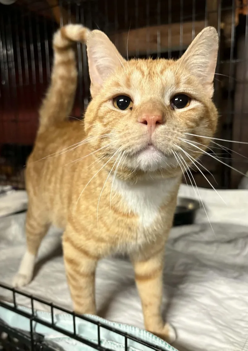 A young medium-sized male Orange & White Domestic Short Hair cat named Otis for adoption in Manchester, CT