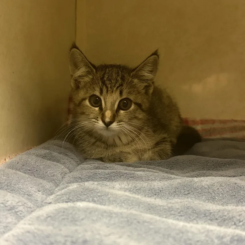 A baby small-sized female Torbie Domestic Short Hair cat named Serval for adoption in Coralville, IA