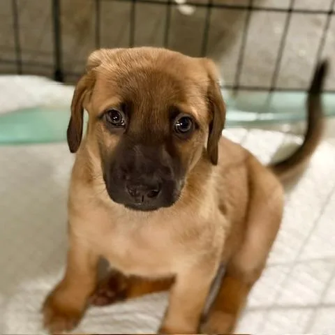 A baby small-sized female Mountain Cur dog named Sophie's Summer Seven: for adoption in Falls Church, VA