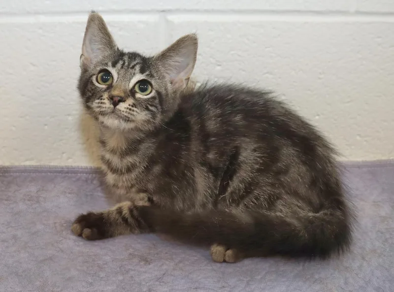 A baby medium-sized male Tabby (Brown / Chocolate) Tabby cat named Timber for adoption in Euclid, OH