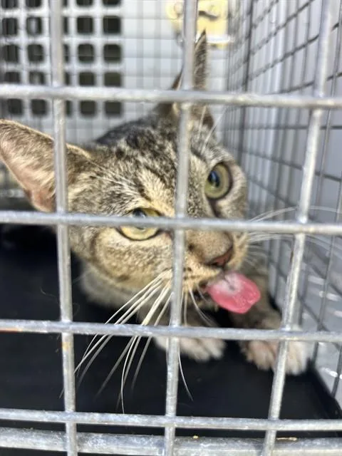 A senior medium-sized female Domestic Short Hair cat named Margaret for adoption in Palmetto, FL