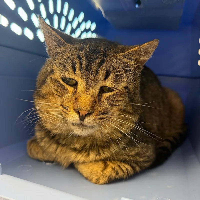An adult medium-sized male Black Domestic Short Hair cat named Macaroni for adoption in Watertown, NY