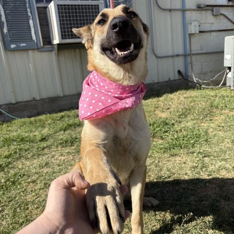 An adult extra large-sized female Yellow / Tan / Blond / Fawn Belgian Shepherd / Malinois dog named Ruby D for adoption in Corsicana, TX