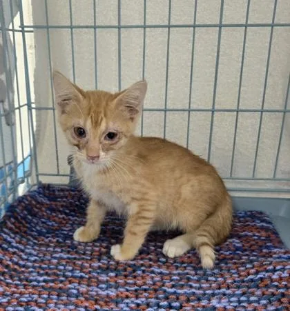 A baby small-sized male Domestic Short Hair cat named Havarti for adoption in Gainesville, FL