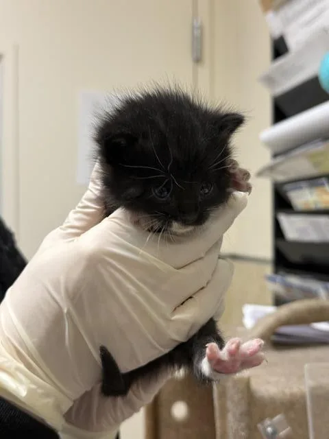 A baby small-sized male Domestic Short Hair cat named Snoopy for adoption in Riverside, CA