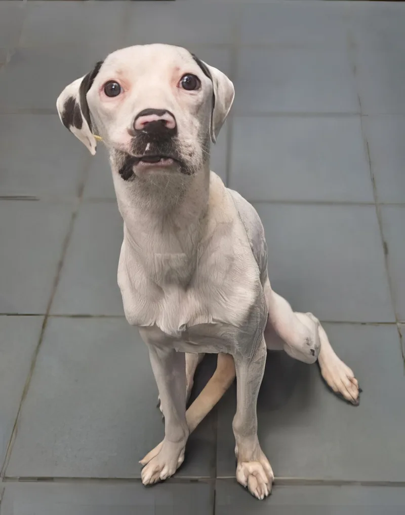 An adult medium-sized female Black Mixed Breed dog named Panini for adoption in Nashville, TN