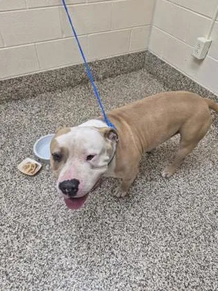 An adult large-sized male Pit Bull Terrier dog named Rex for adoption in Westland, MI