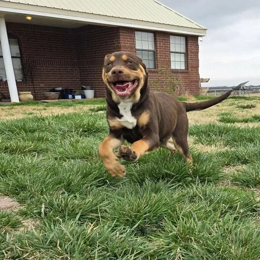 A baby large-sized male Brown / Chocolate Mastiff dog named Sam for adoption in Spring, TX