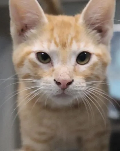 A baby small-sized male Domestic Short Hair cat named Cypress for adoption in New Orleans, LA