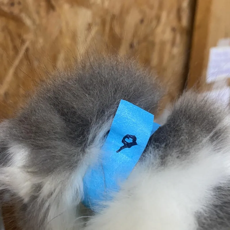 A baby small-sized male Gray / Blue / Silver Domestic Short Hair cat named Gar for adoption in Blairsville, GA