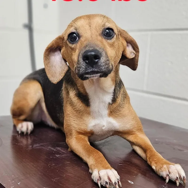 A young small-sized female Yellow / Tan / Blond / Fawn Beagle dog named Pit Stop for adoption in Charlottesville, VA