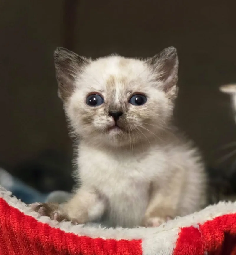 A baby medium-sized female Siamese cat named Florence for adoption in Trophy Club, TX
