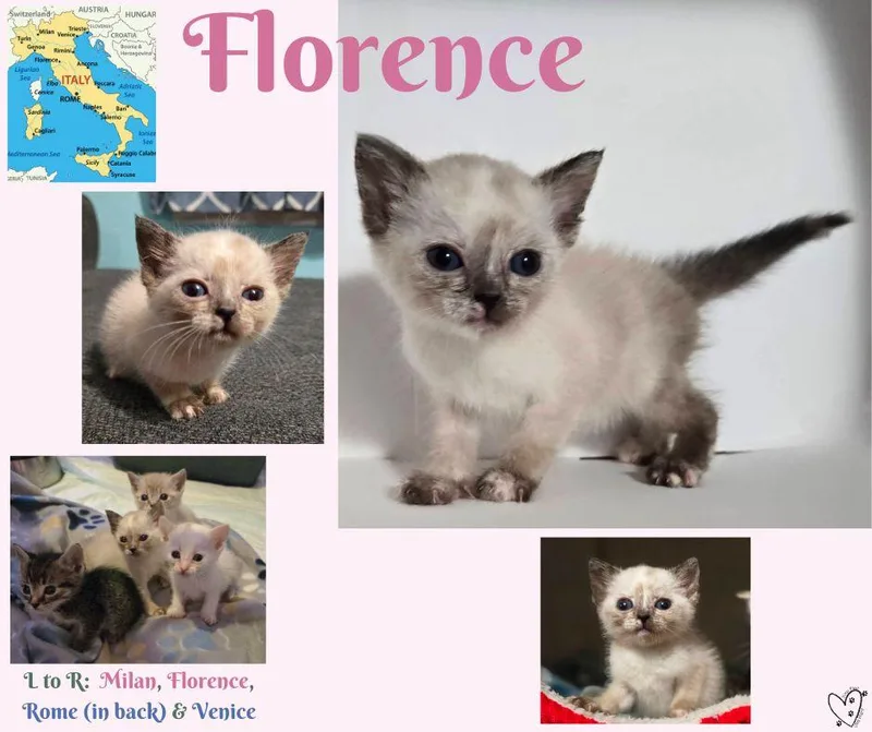 Florence thumbnail 4