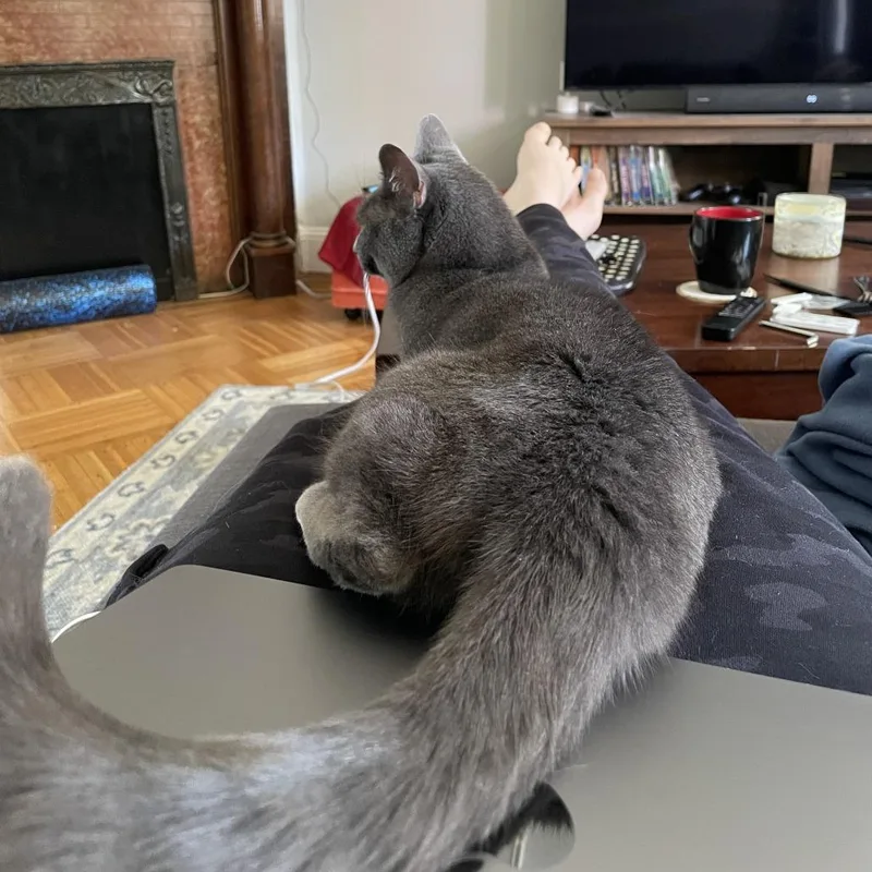 An adult small-sized male Gray / Blue / Silver Russian Blue cat named Piglet for adoption in Washington, DC