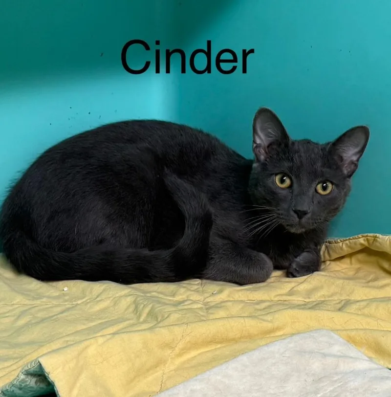 Cinder