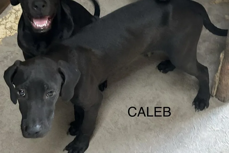 A baby small-sized male Black American Bulldog dog named Caleb  Sarah for adoption in Lakeland, FL