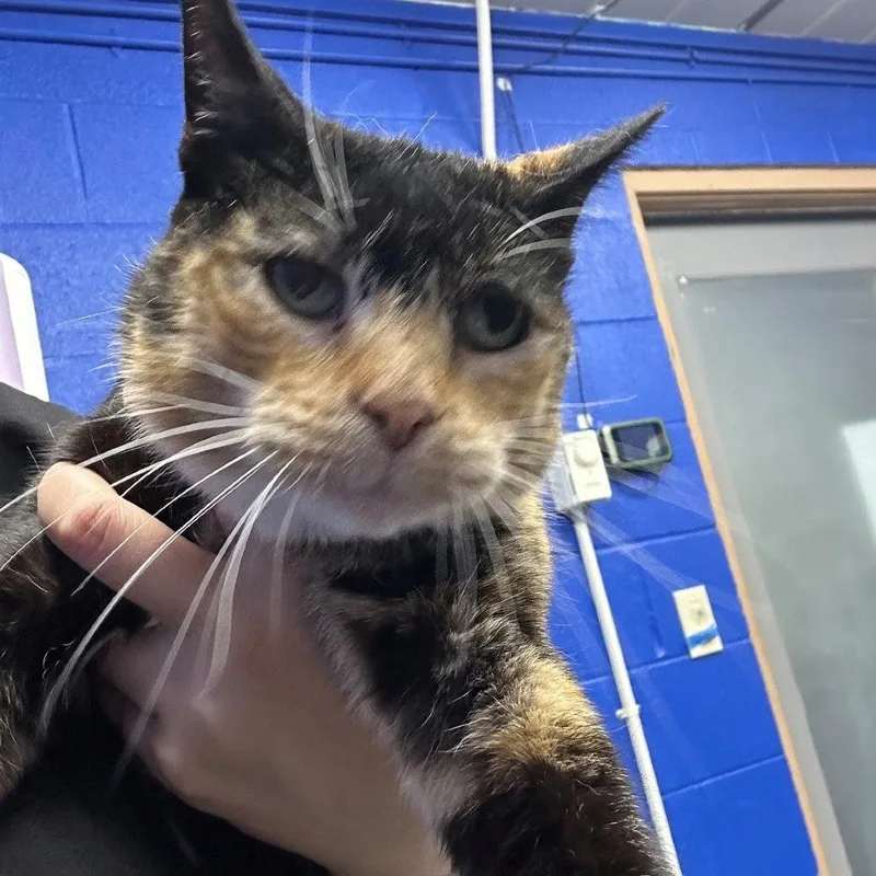 A senior medium-sized female Calico Domestic Short Hair cat named Snickers for adoption in Coos Bay, OR