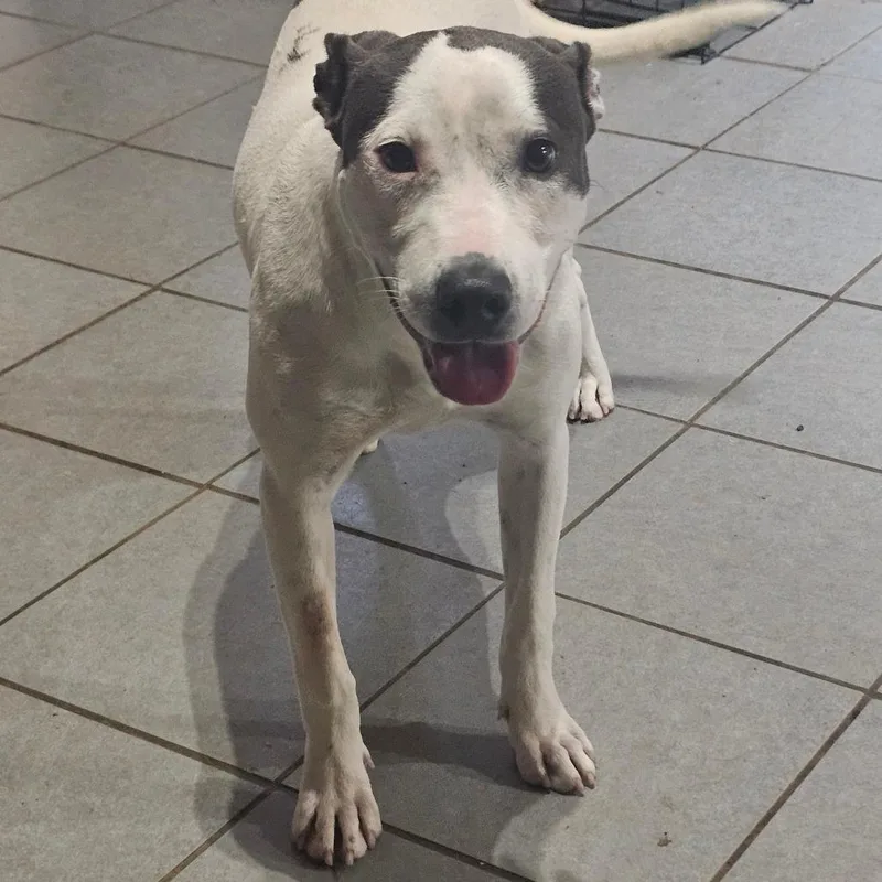 A young medium-sized female White / Cream Pit Bull Terrier dog named Fwt Carla for adoption in Midland, TX