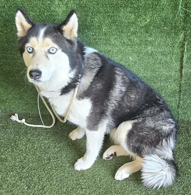 A young medium-sized female Husky dog named Elvira for adoption in Lancaster, CA