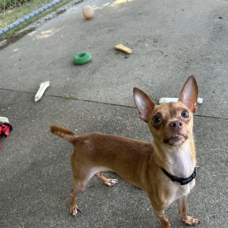 An adult small-sized male Red / Chestnut / Orange Chihuahua dog named Woods for adoption in Warwick, RI
