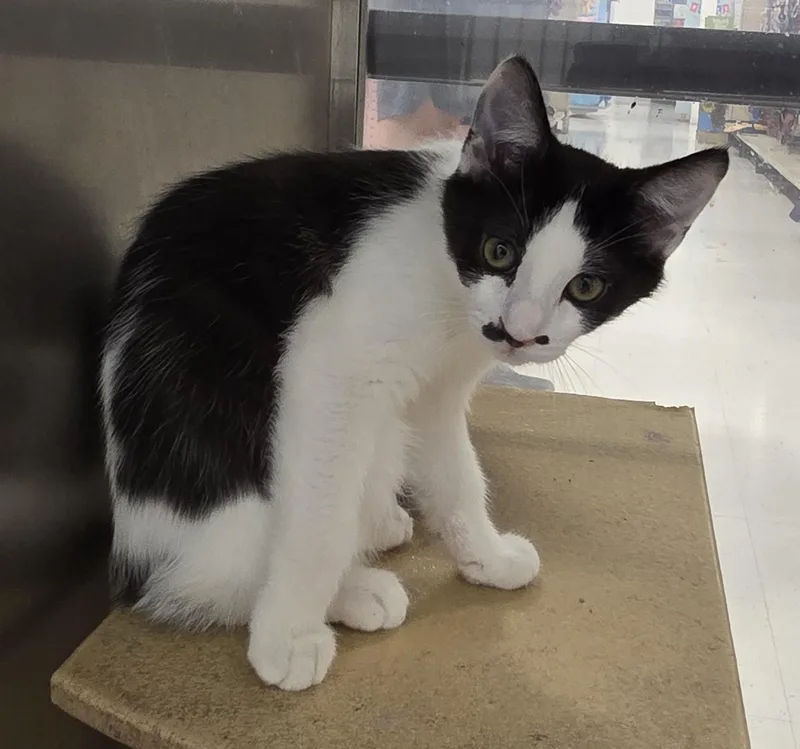 A baby medium-sized male Domestic Short Hair cat named Groucho Harpo and for adoption in Millville, UT