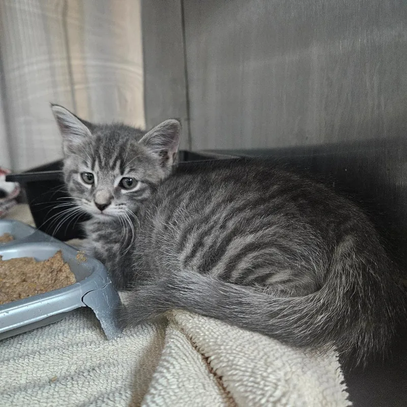 A baby small-sized male Gray / Blue / Silver Domestic Short Hair cat named Neptune for adoption in Ridgely, MD
