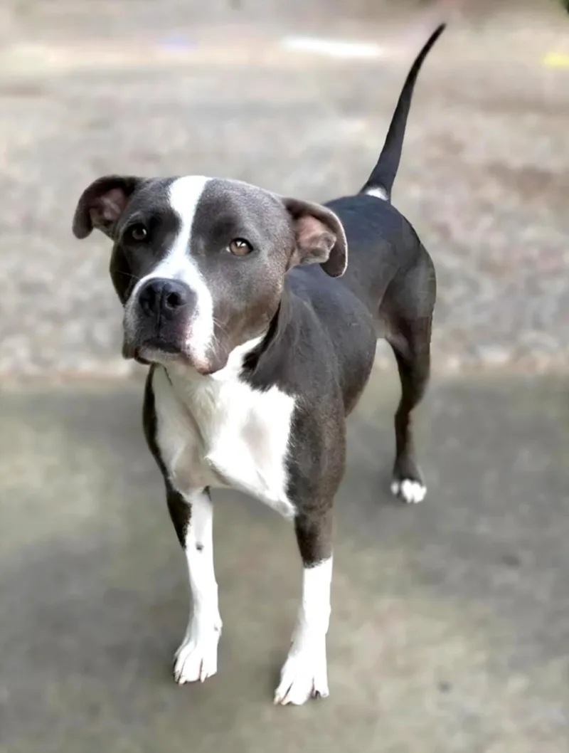 An adult medium-sized female Staffordshire Bull Terrier dog named Crystal Michele for adoption in Houston, TX