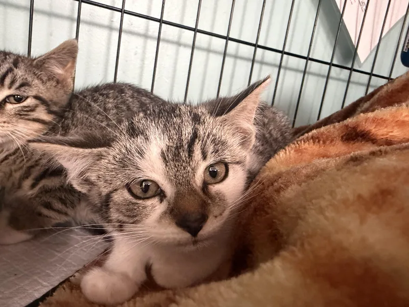 A baby medium-sized female Brown / Chocolate Domestic Short Hair cat named Garner for adoption in Hudson, NY