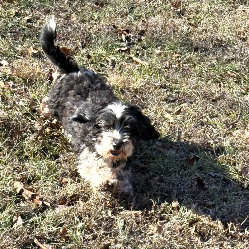 An adult small-sized female Black Havanese dog named Emma for adoption in Chicopee, MA