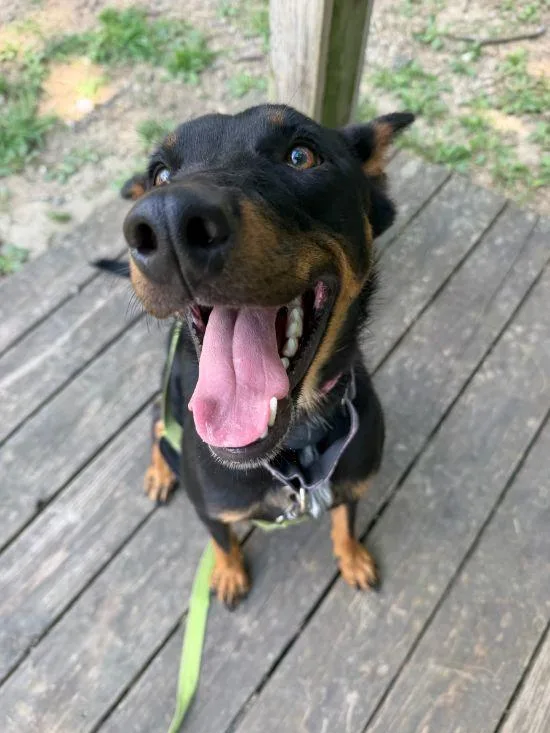 A young medium-sized female Black Doberman Pinscher dog named Kady for adoption in Parkville, MO