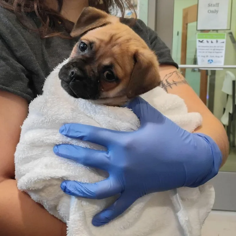 A baby small-sized female Brown / Chocolate Pug dog named Dazzling for adoption in Lynchburg, VA