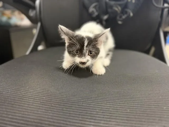 A baby small-sized female Domestic Short Hair cat named Mercury for adoption in Miami, FL