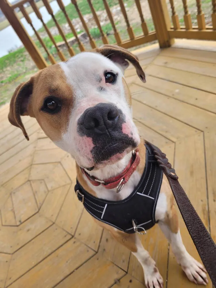 O'bannon thumbnail 4