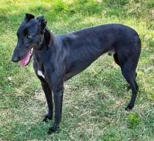 An adult large-sized male Black Greyhound dog named Ryder for adoption in Dallas, TX