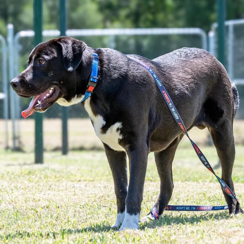 An adult large-sized male Black Mixed Breed dog named Toby for adoption in Norman, OK