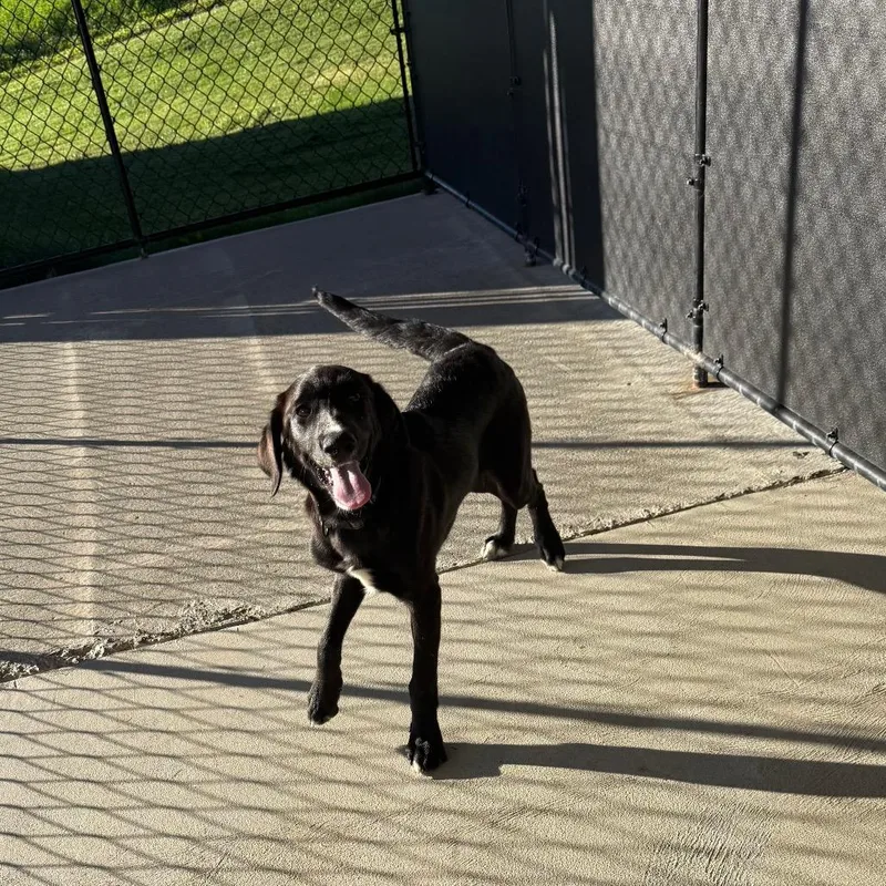 A baby medium-sized male Black Labrador Retriever dog named Ernie for adoption in Homer, NY