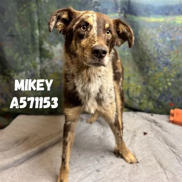 Mikey
