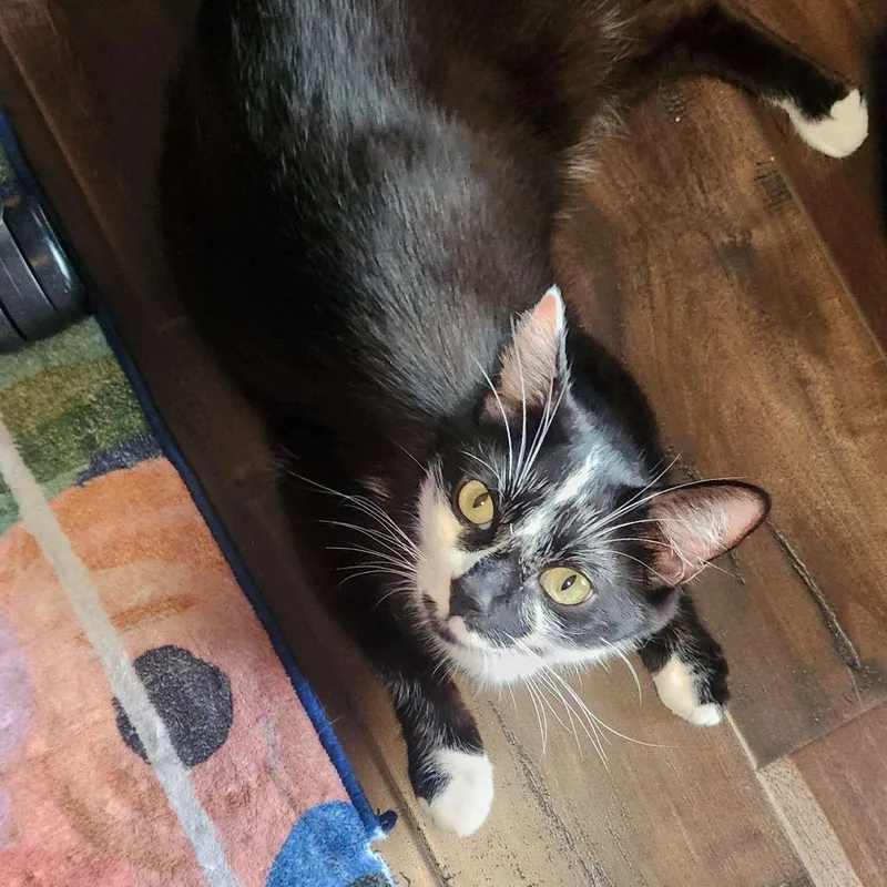 An adult large-sized male Black Domestic Short Hair cat named Butterbean for adoption in San Diego, CA