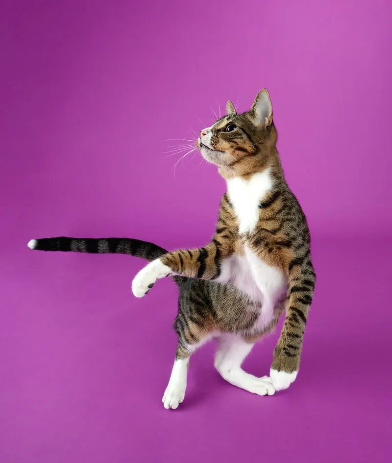 Tippy  Playful And thumbnail 2