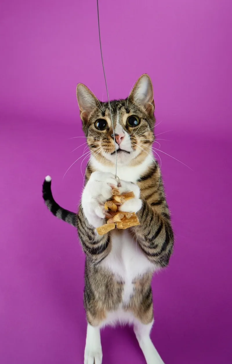 Tippy  Playful And thumbnail 3