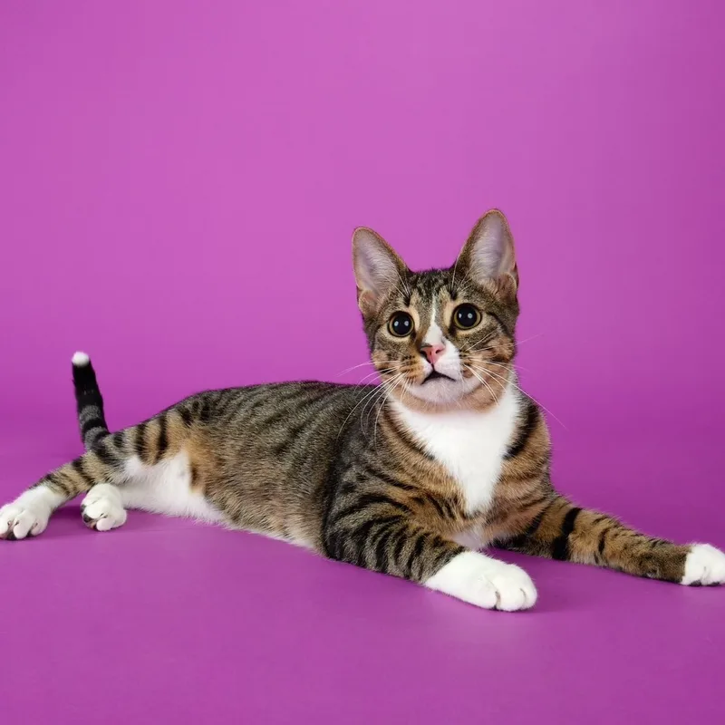 Tippy  Playful And thumbnail 4