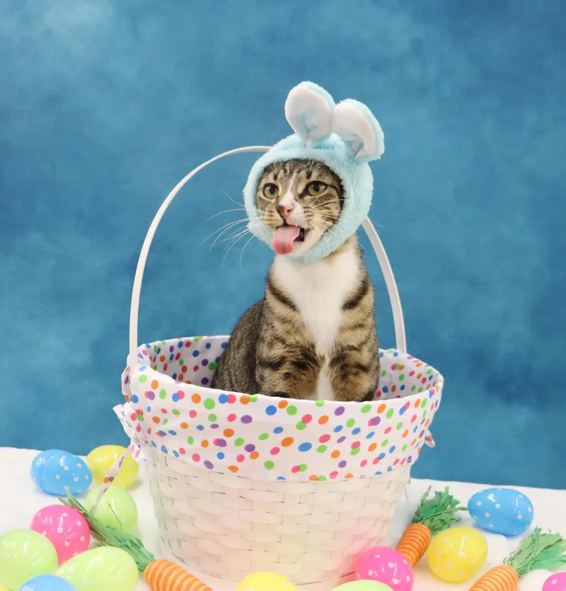 Tippy  Playful And thumbnail 5