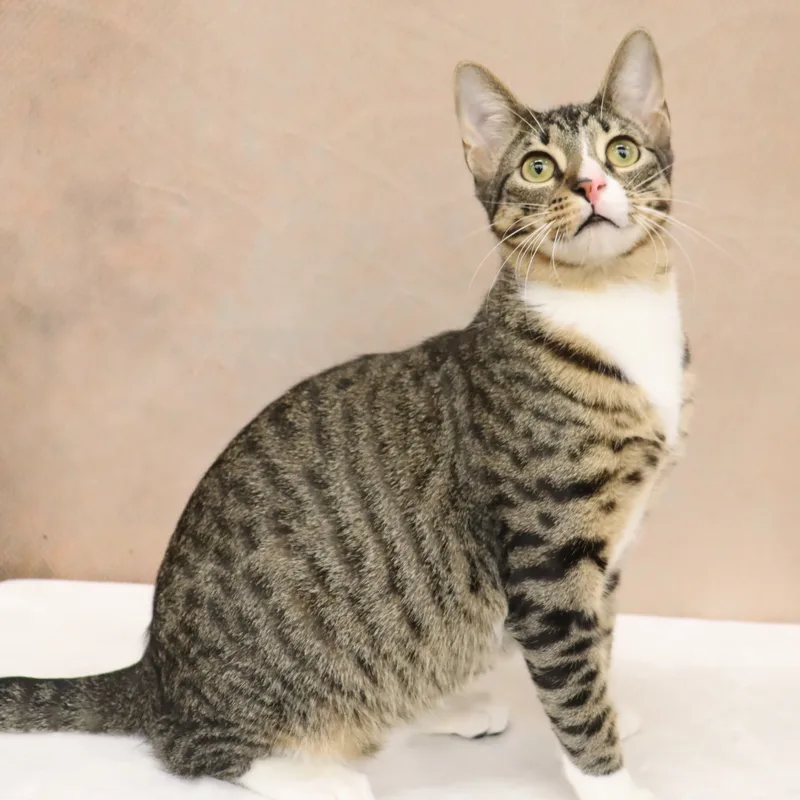 Tippy  Playful And thumbnail 6