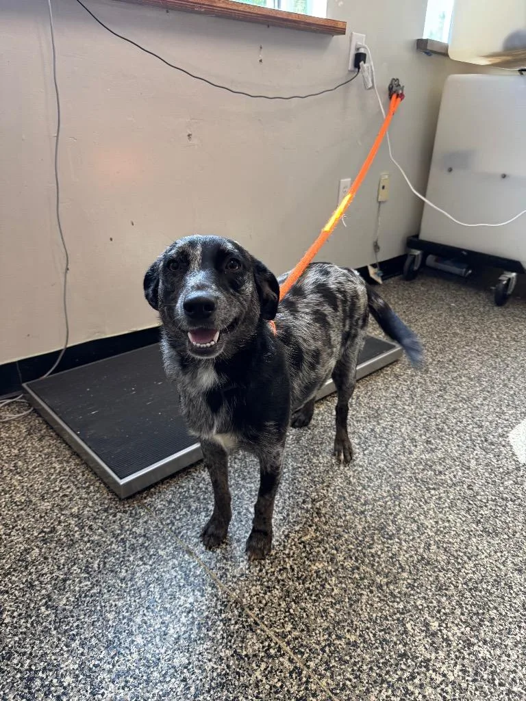 A baby large-sized female Mixed Breed dog named Daisy for adoption in Columbia, TN