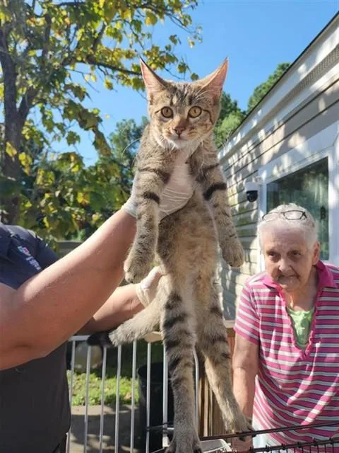 A baby medium-sized female Domestic Short Hair cat named Blueberry for adoption in Houston, TX