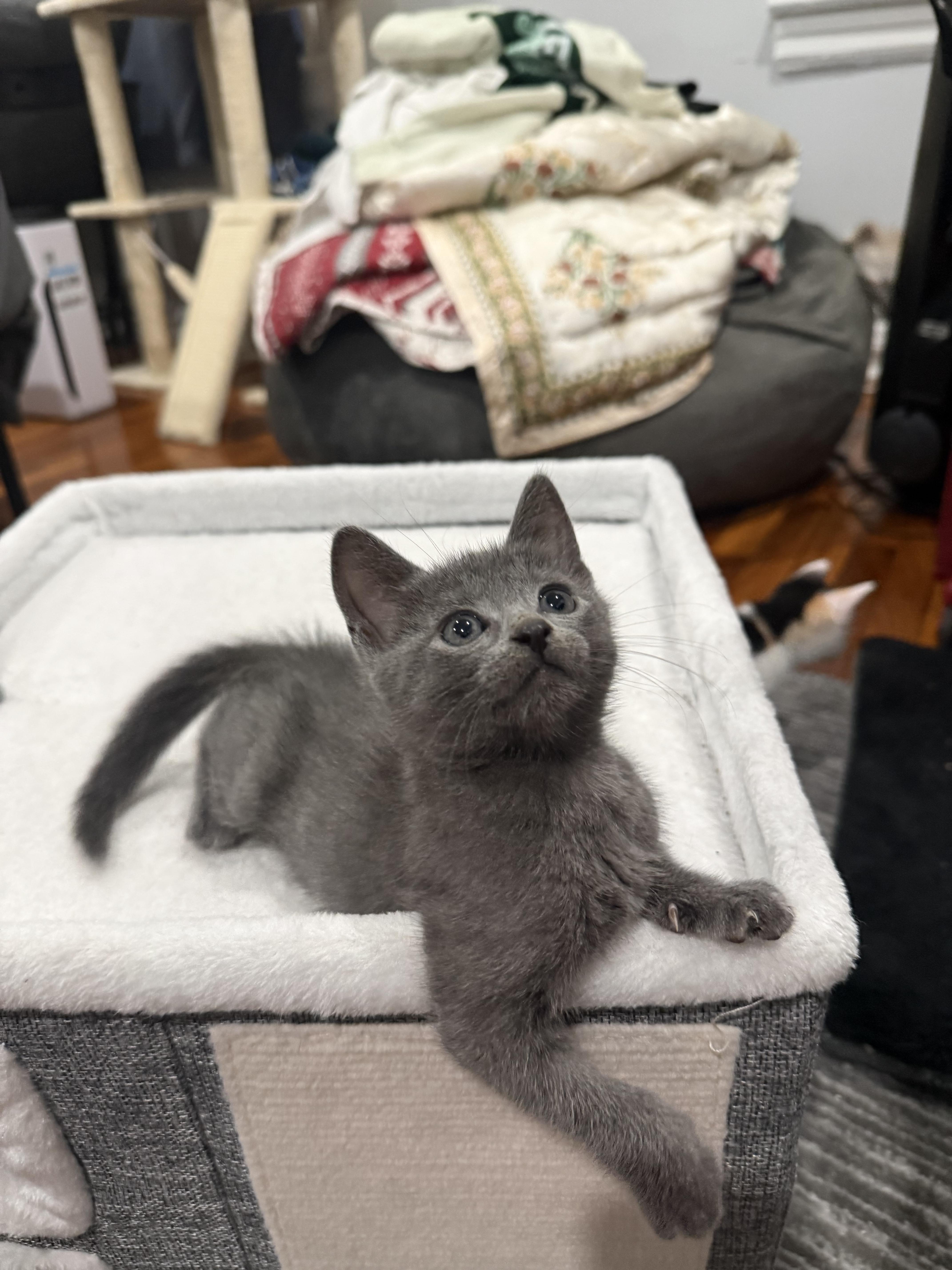 A baby medium-sized male Gray / Blue / Silver Domestic Short Hair cat named Ash for adoption in Jersey City, NJ
