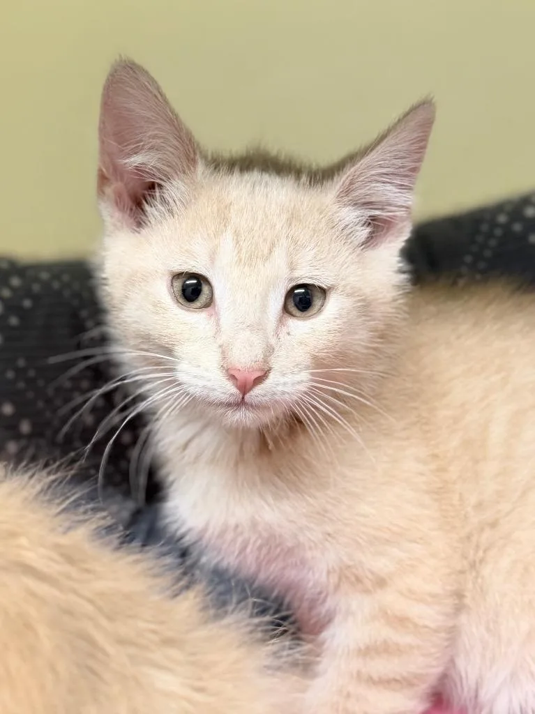 A baby medium-sized male Domestic Short Hair cat named Mustard for adoption in Menomonie, WI